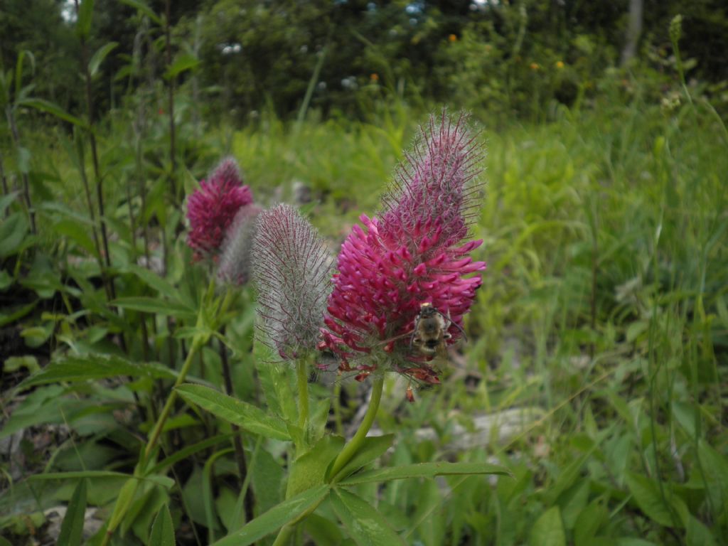 Trifolium Rubens