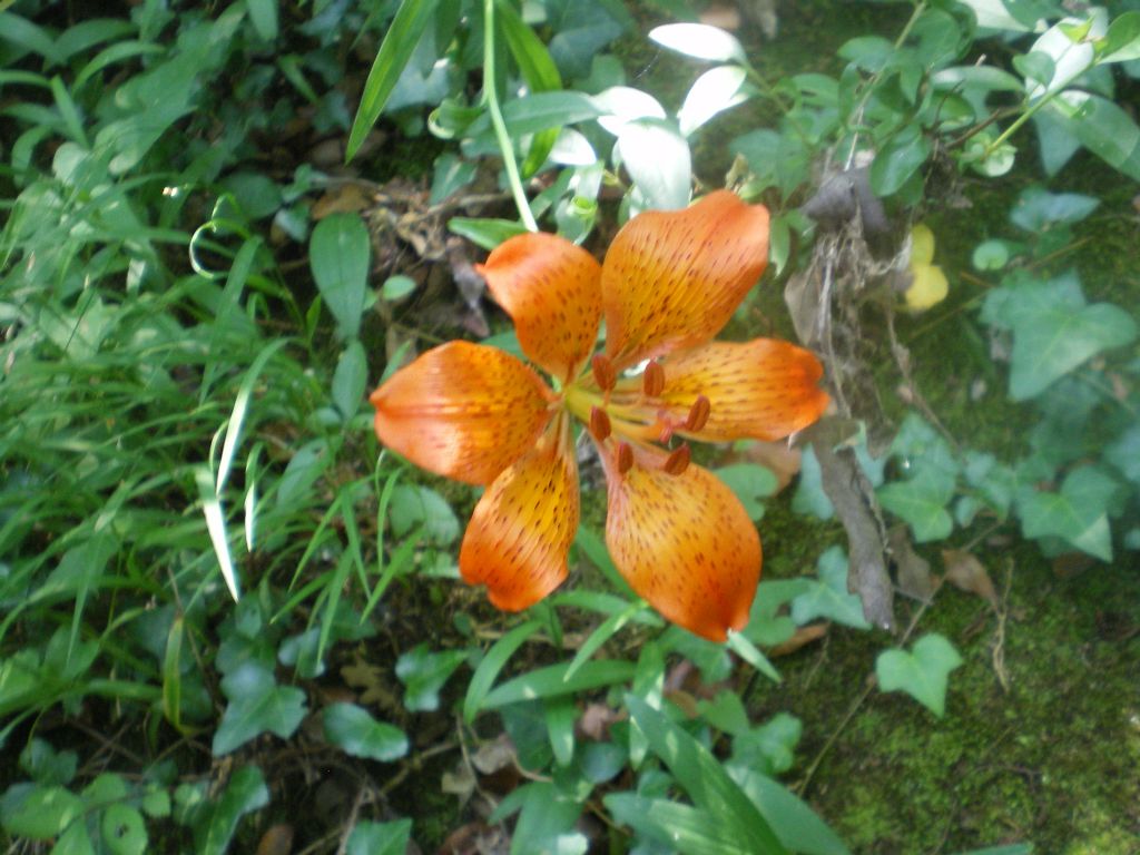 fiore da identificare - Lilium bulbiferum subsp. croceum