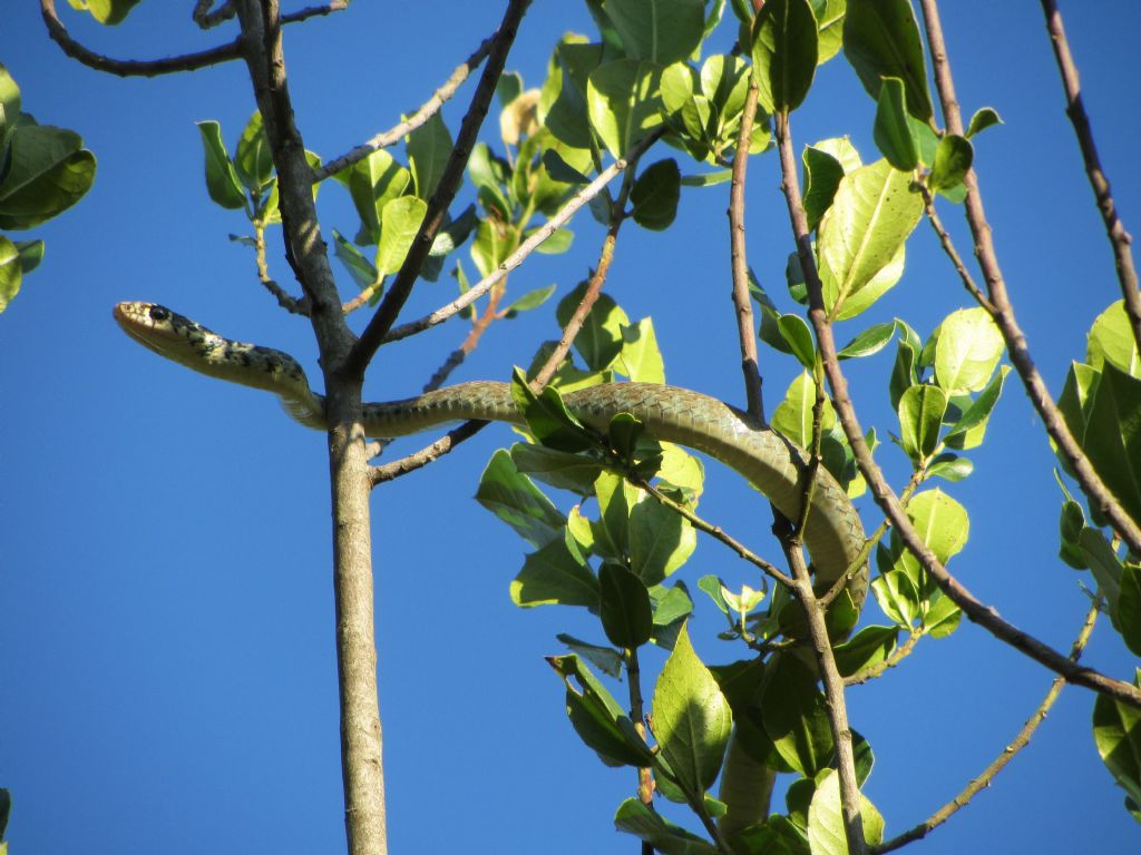 Hierophis viridiflavus?