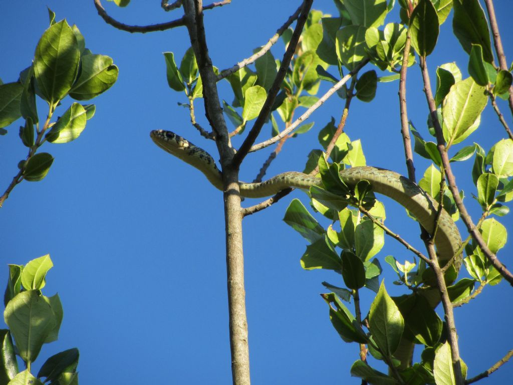 Hierophis viridiflavus?