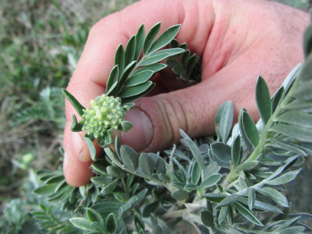 costa rocciosa/macchia - Anthyllis barba-jovis