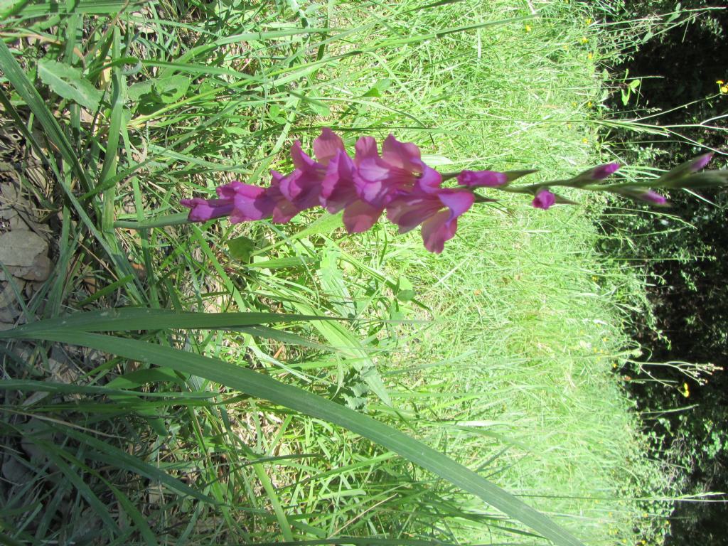 Gladiolus sp.