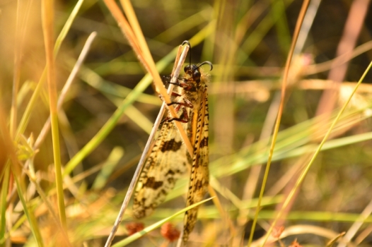 identificazione farfalla