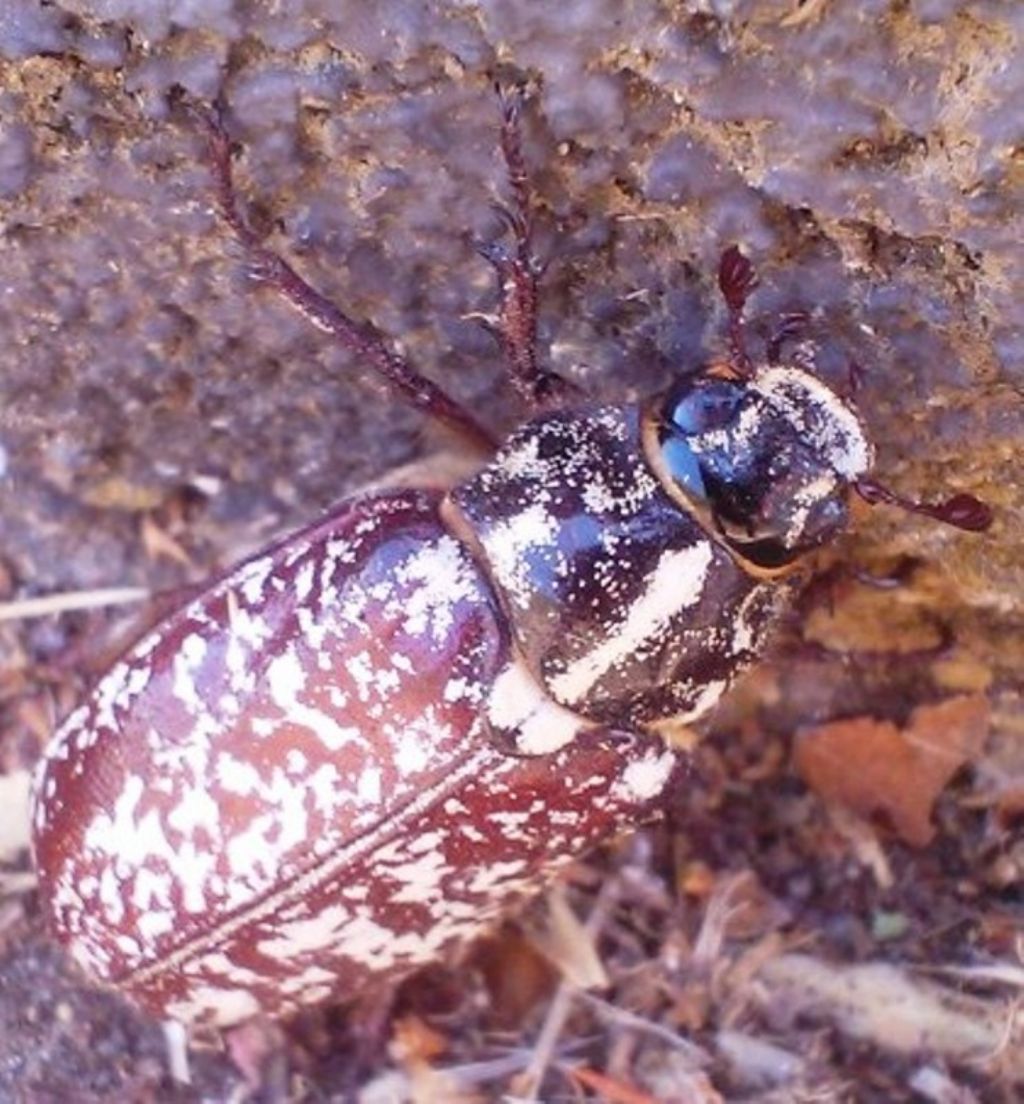 Polyphilla fullo