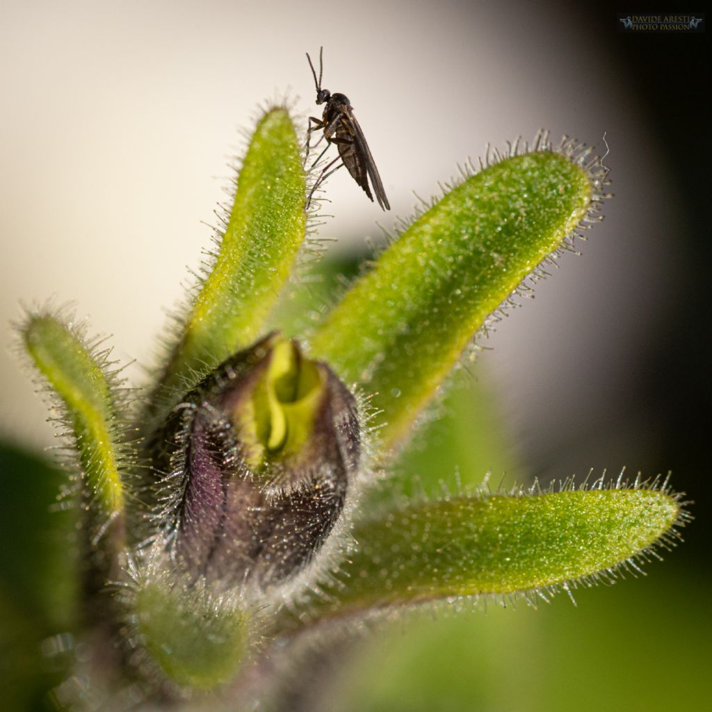 RIconoscimento insetto:  Sciaridae femmina