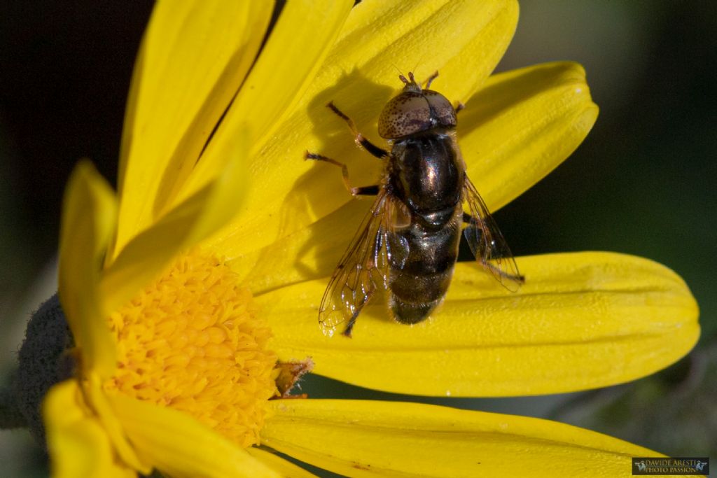 Che Dittero  ?  Eristalinus aeneus (Syrphidae), maschio