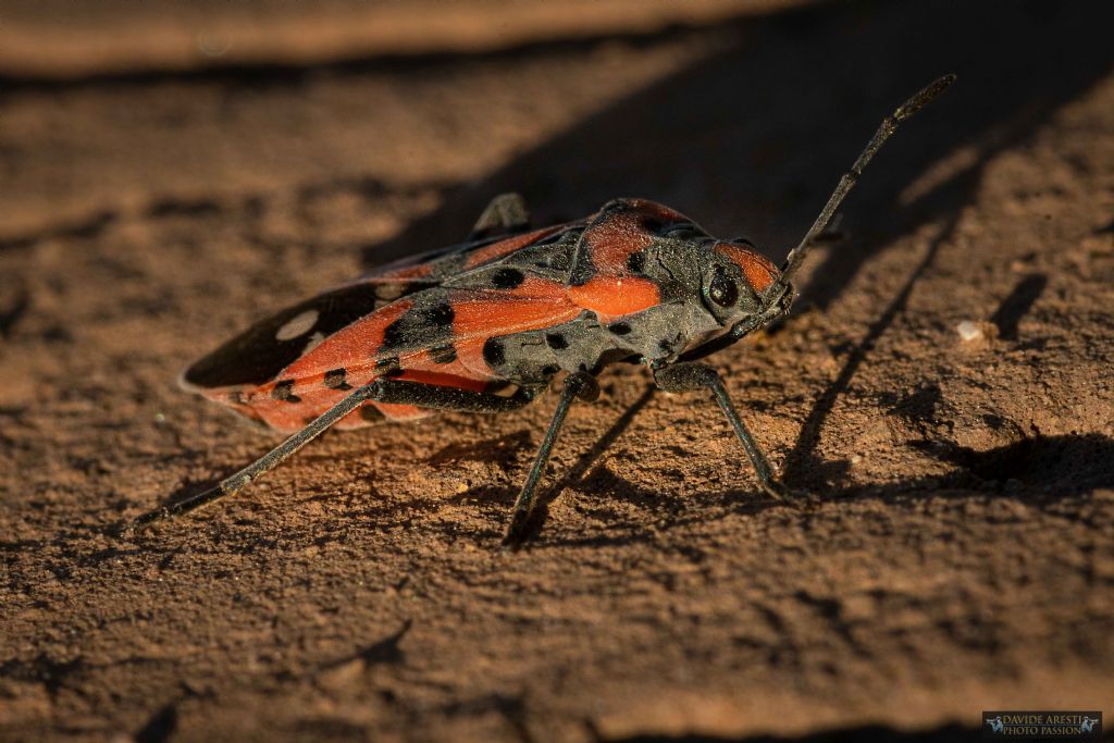 Lygaeidae:  Lygaeus equestris