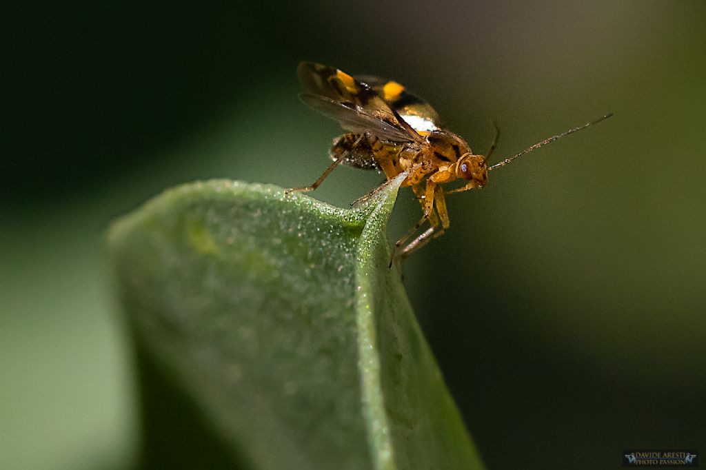 Miridae: Liocoris tripustulatus