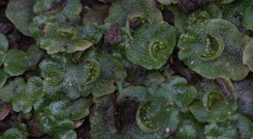 epatica - Lunularia cruciata