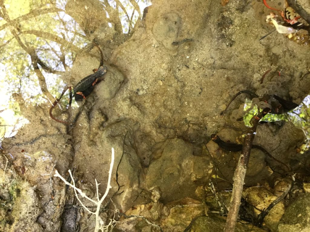 Piacevoli incontri lungo un torrente