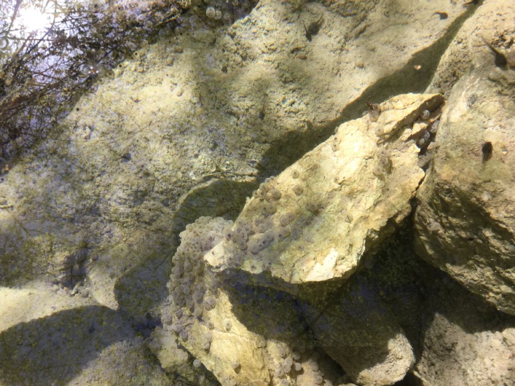 Piacevoli incontri lungo un torrente