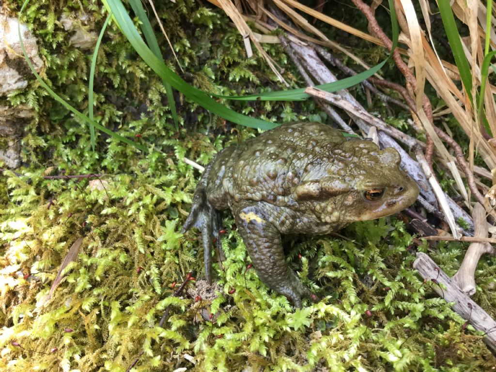 Piacevoli incontri lungo un torrente