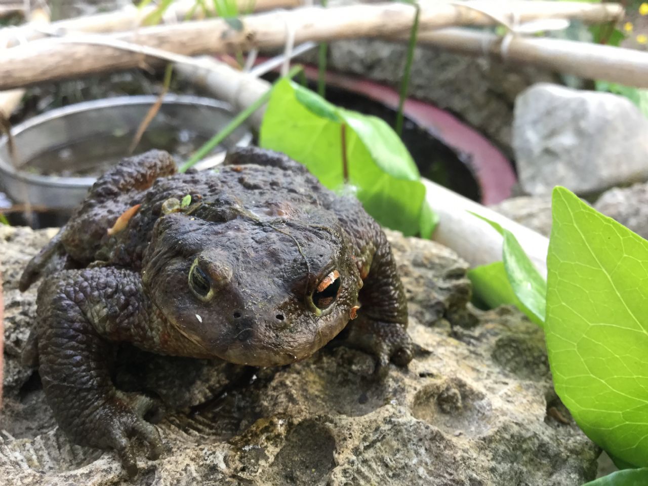 Bufo bufo con asimmetria oculare