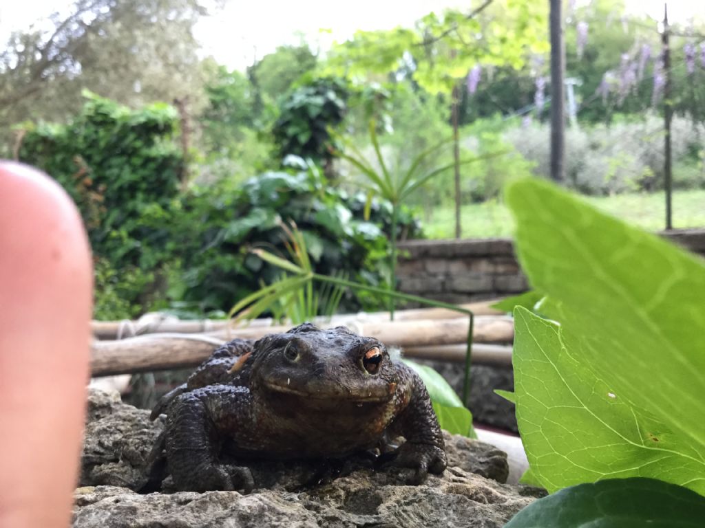 Bufo bufo con asimmetria oculare