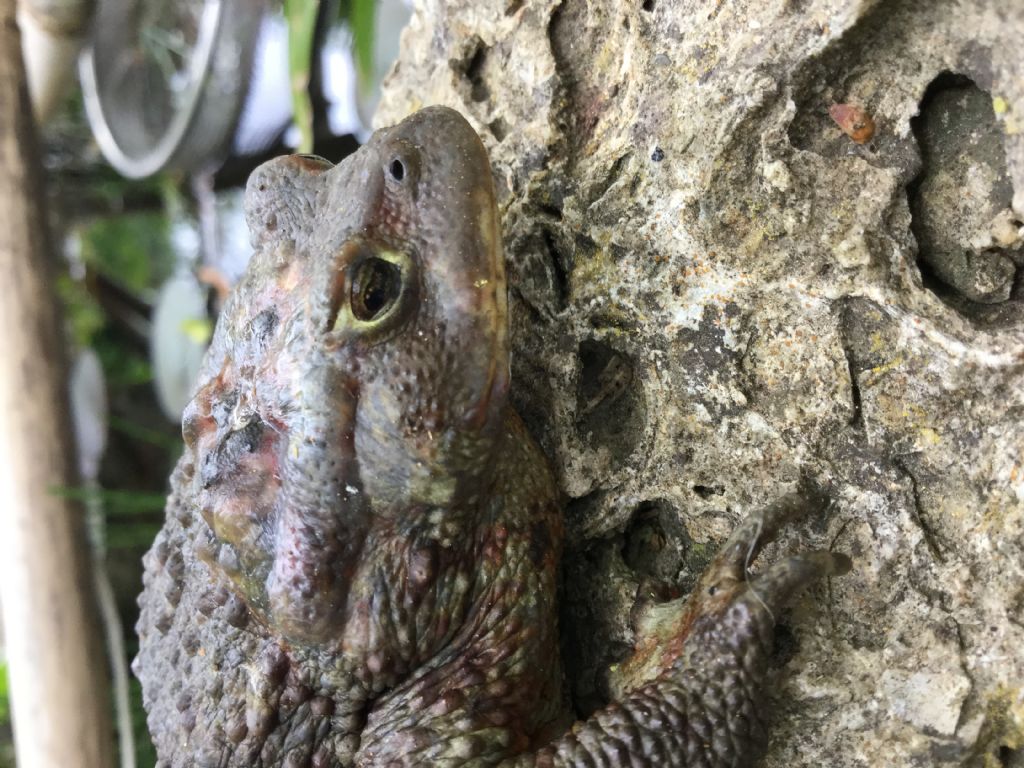 Bufo bufo con asimmetria oculare