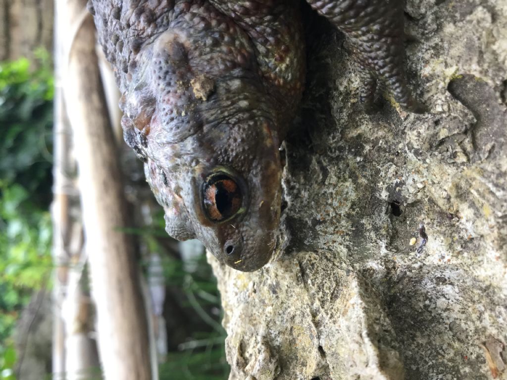 Bufo bufo con asimmetria oculare