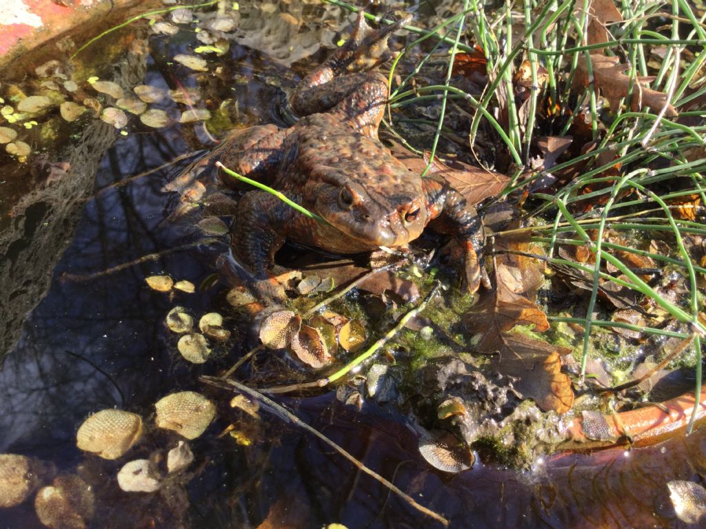 Bufo bufo con asimmetria oculare