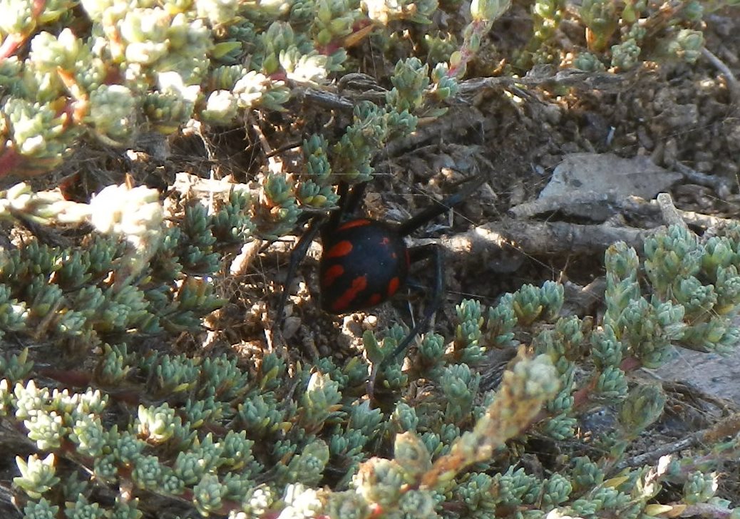 Latrodectus tredecimguttatus (Rossi, 1790)