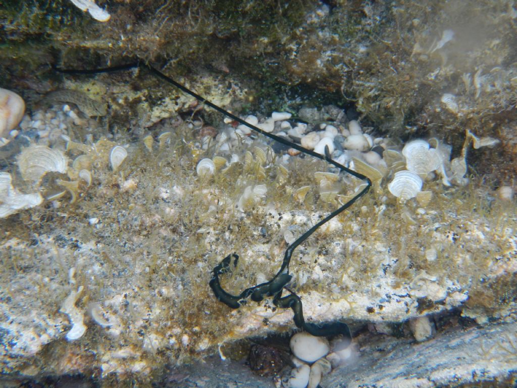 Bonellia viridis da Nurra di Sassari