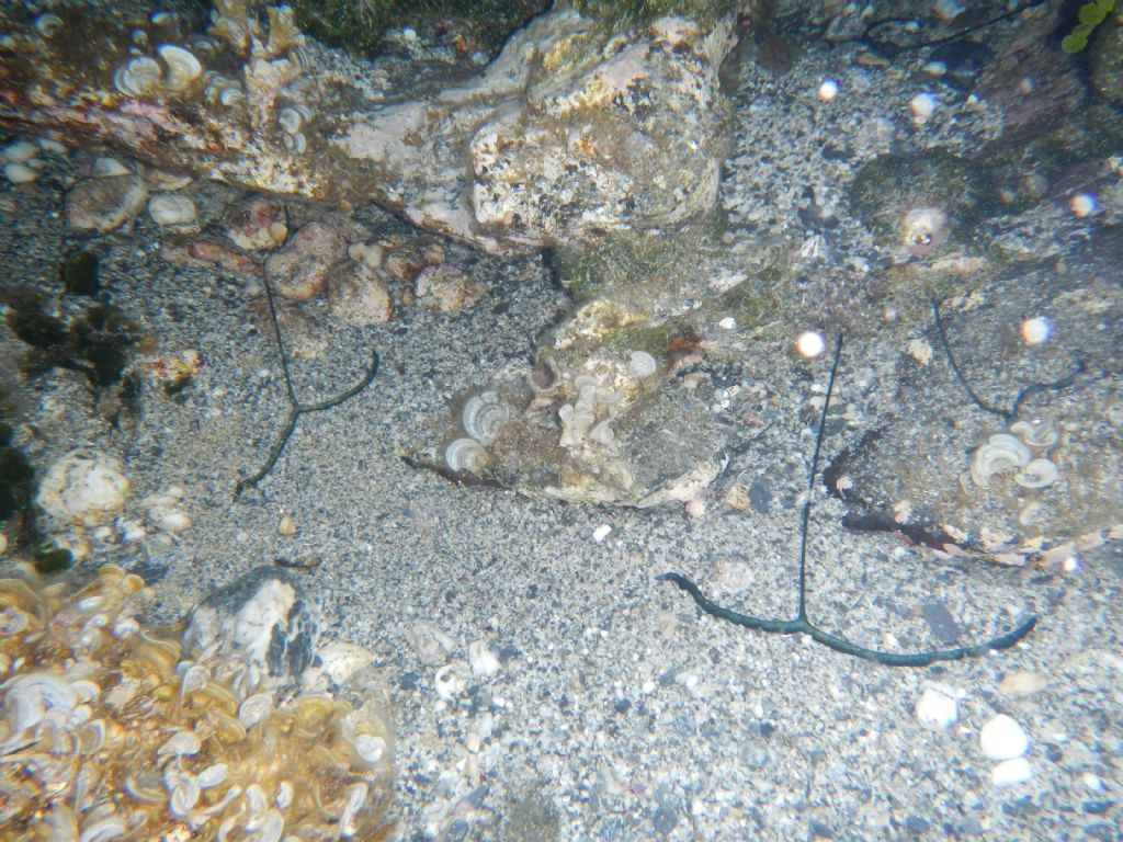 Bonellia viridis da Nurra di Sassari