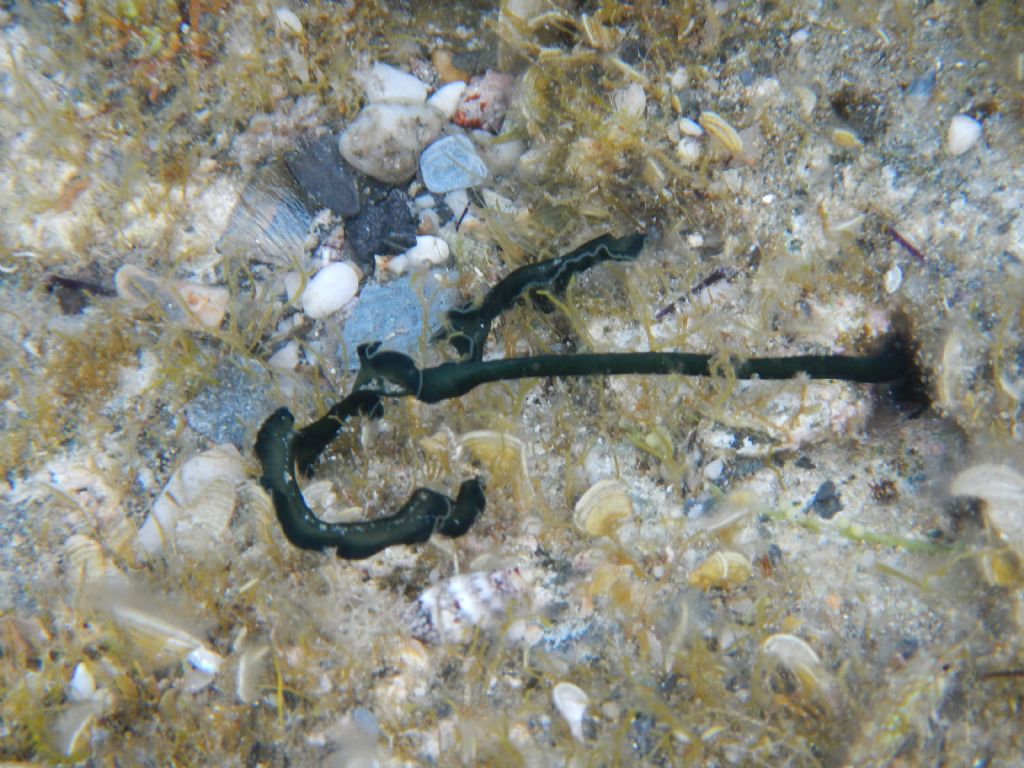 Bonellia viridis da Nurra di Sassari