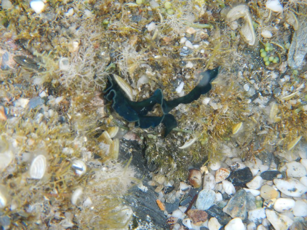 Bonellia viridis da Nurra di Sassari