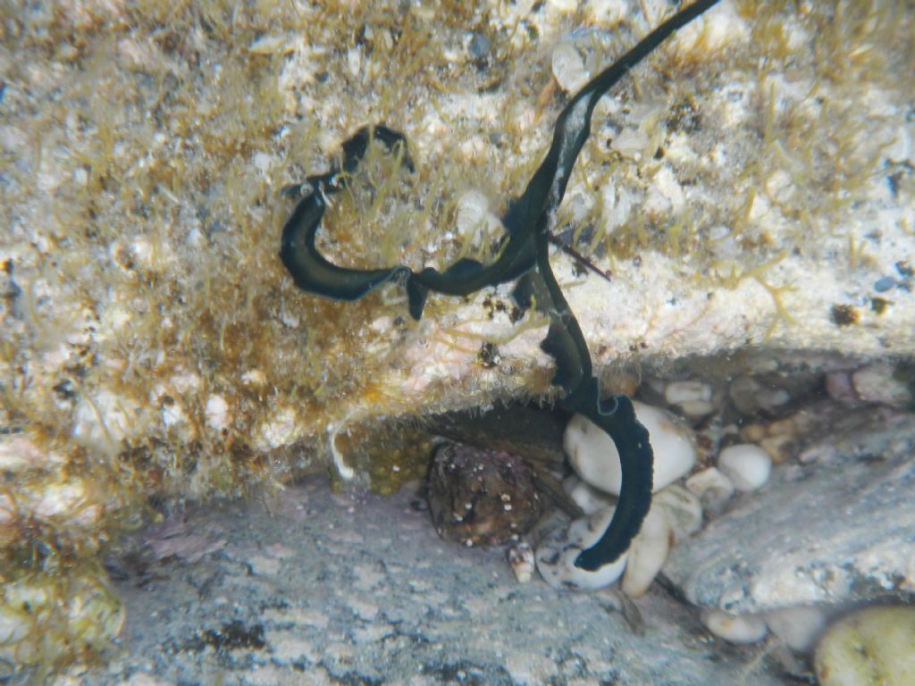 Bonellia viridis da Nurra di Sassari