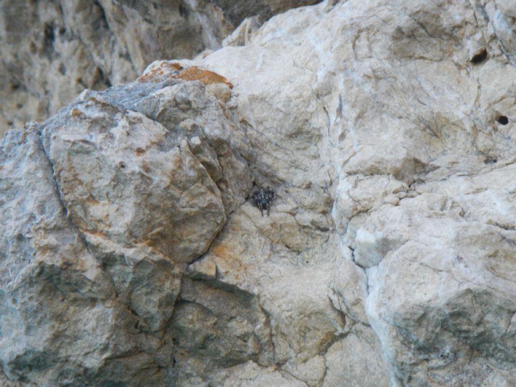 Araneus diadematus - Alghero (SS)