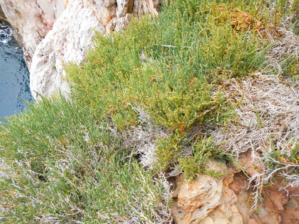 Salicornia sp.?  S !