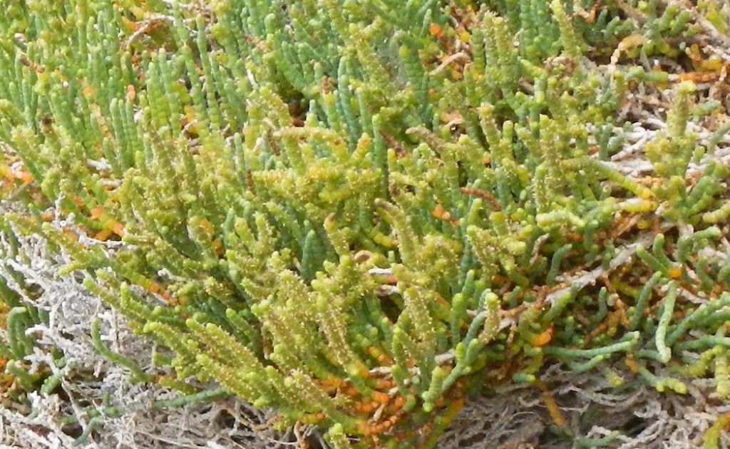 Salicornia sp.?  S !