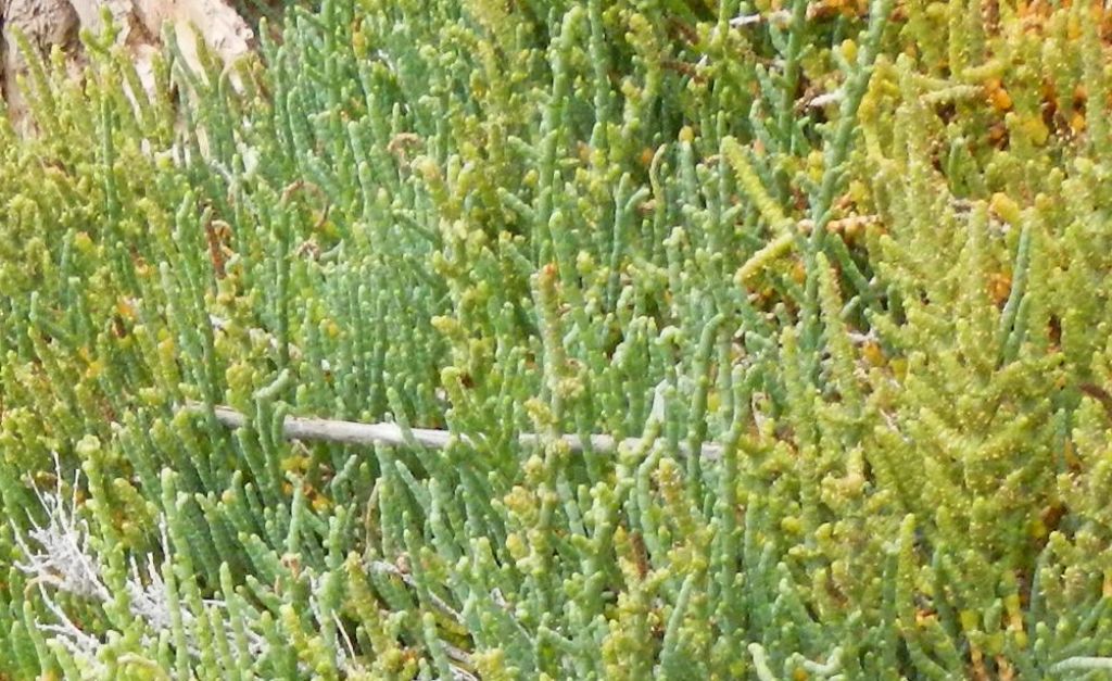 Salicornia sp.?  S !