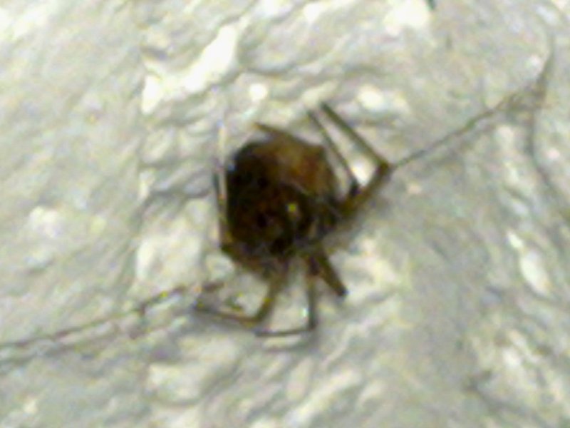 Steatoda cf. triangulosa