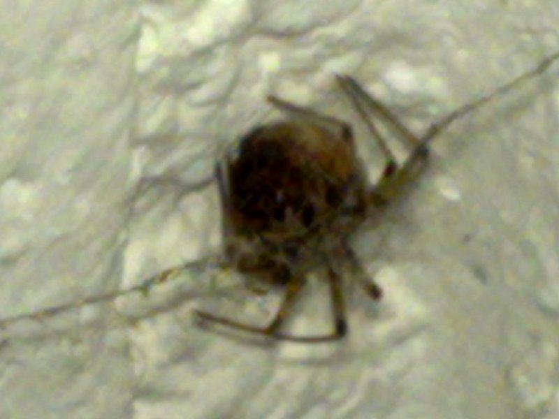 Steatoda cf. triangulosa