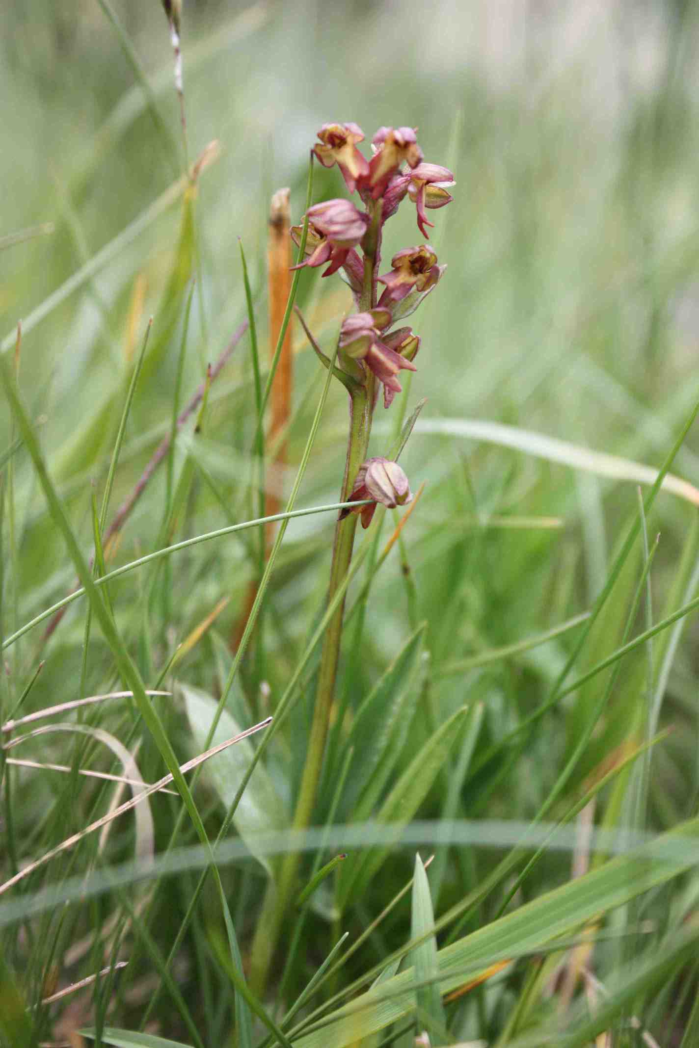 orchidea isole Lofoten