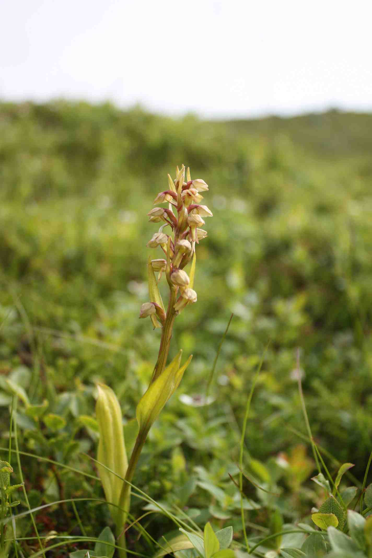 orchidea isole Lofoten