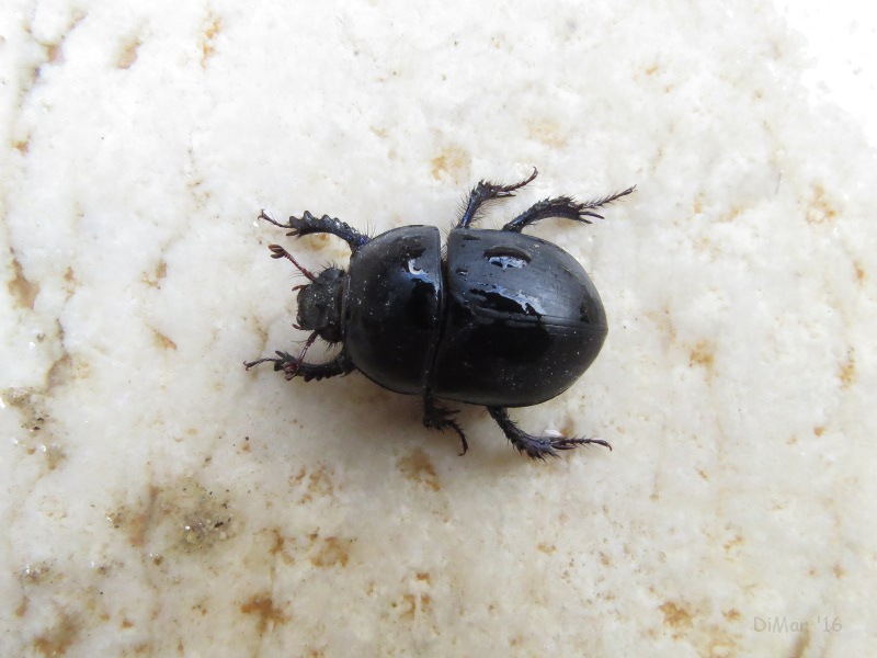 Geotrupidae: Sericotrupes niger con acari (cfr. Mesostigmata - Parasitidae)