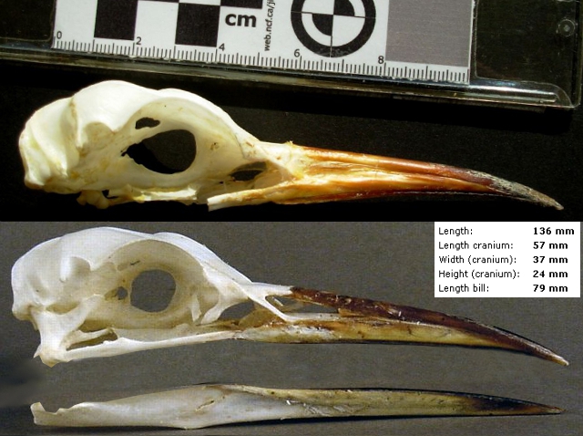 Richiesta identificazione da cranio