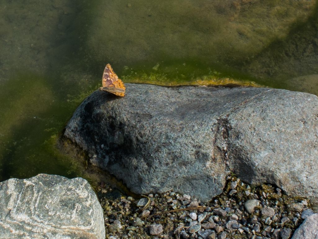 Apatura ilia f.clytie