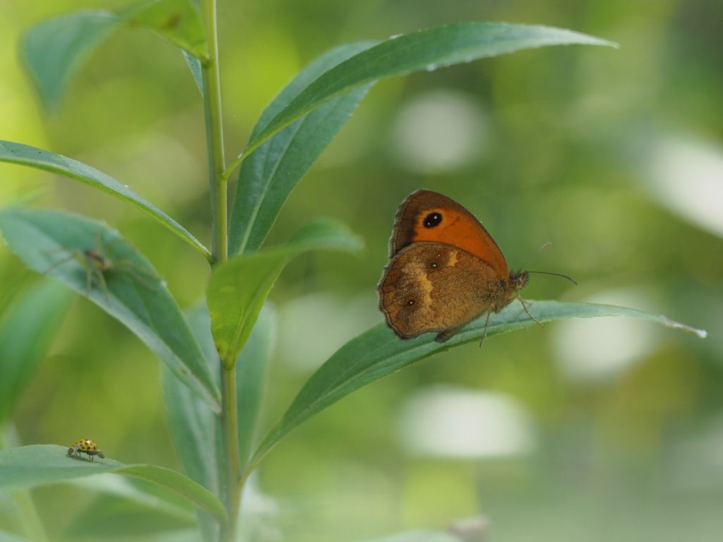 Nymphalidae Satyrinae: Pyronia tithonus?  S !