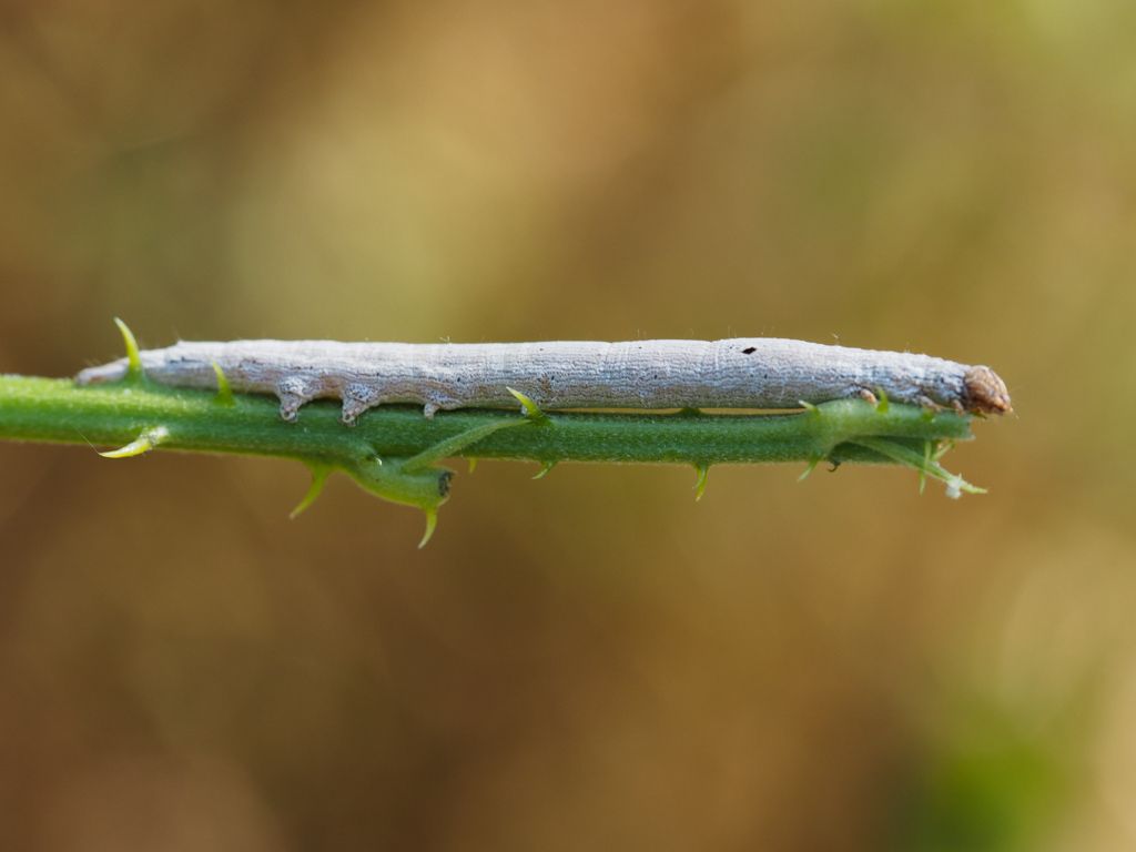 Bruco di Dysgonia sp. - Erebidae