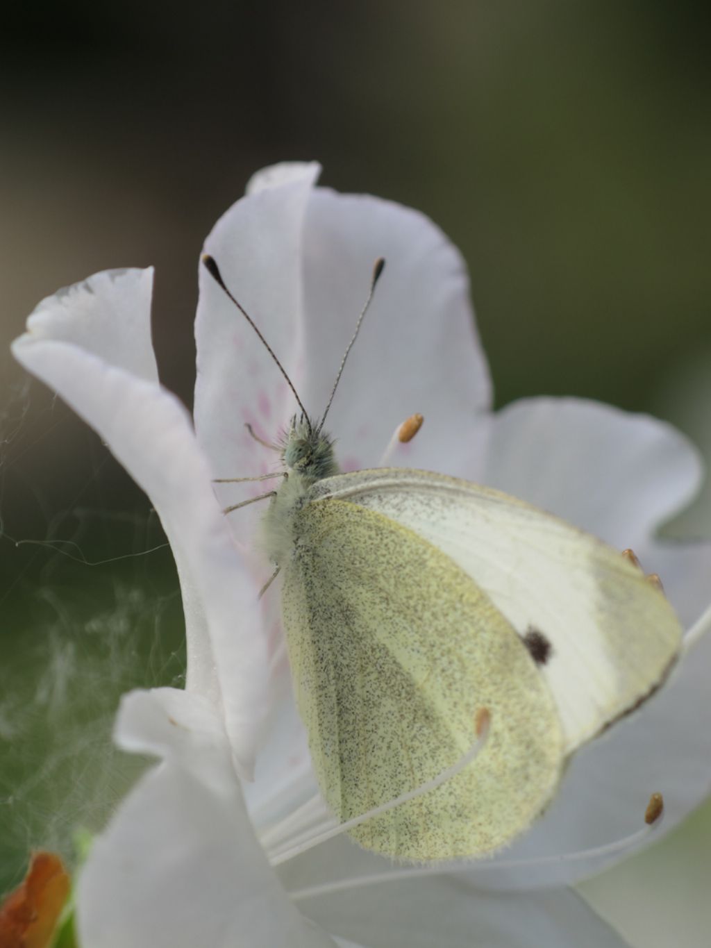 Pieridae da identificare