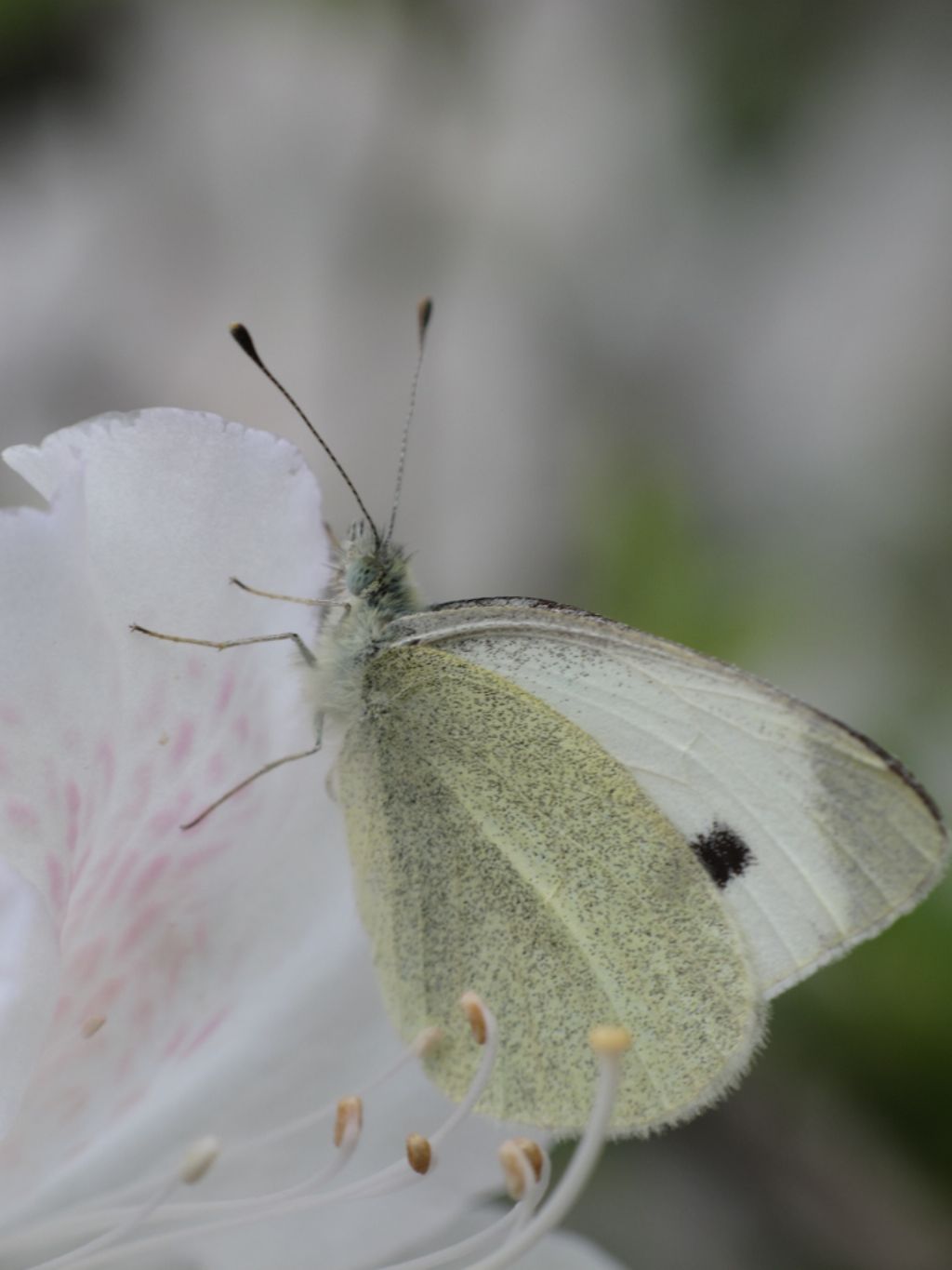 Pieridae da identificare