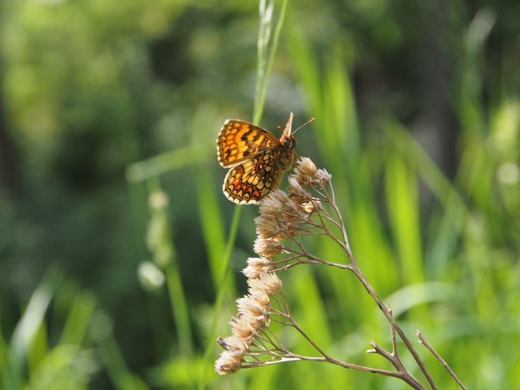 Nymphalidae: Melitaea nevadensis?  S !