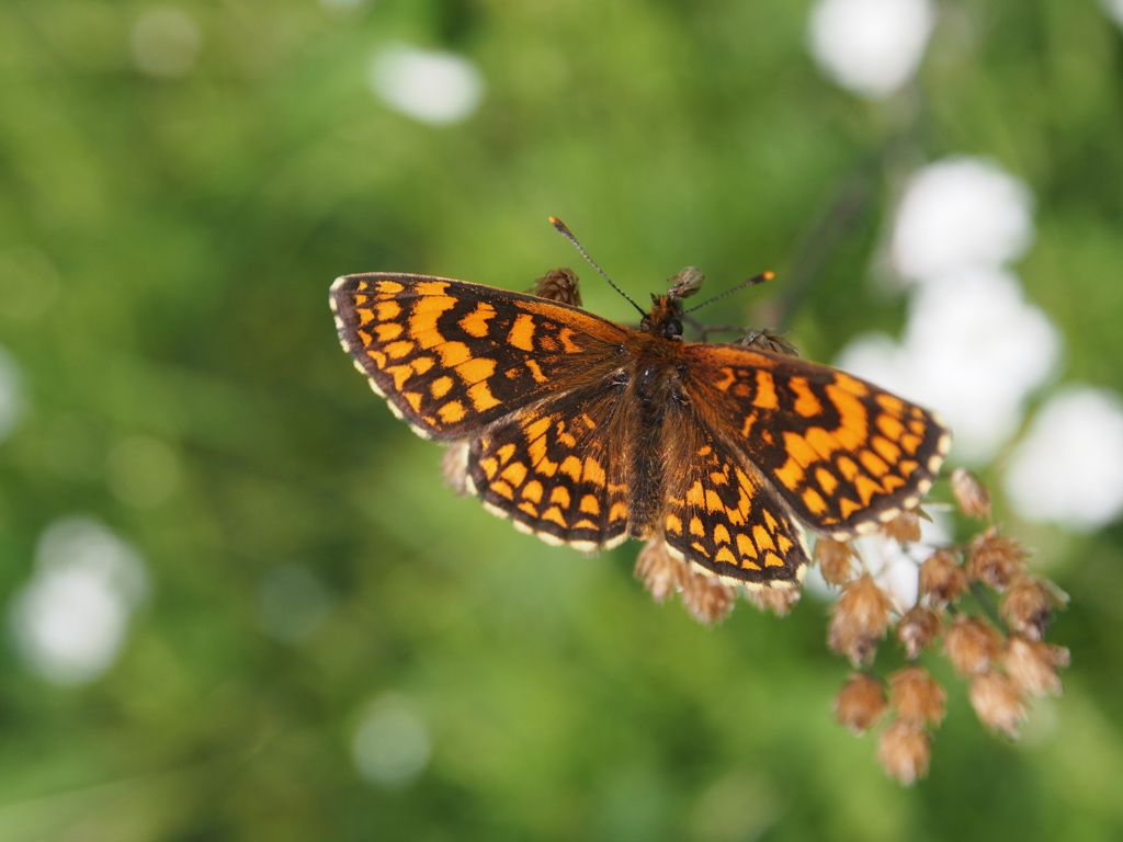 Nymphalidae: Melitaea nevadensis?  S !