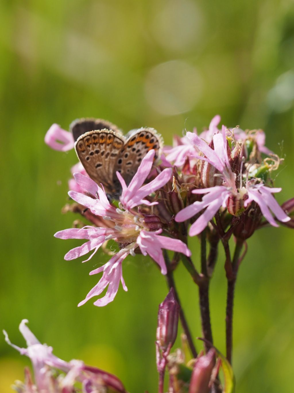 Stessa specie?  S, Plebejus cfr. argus