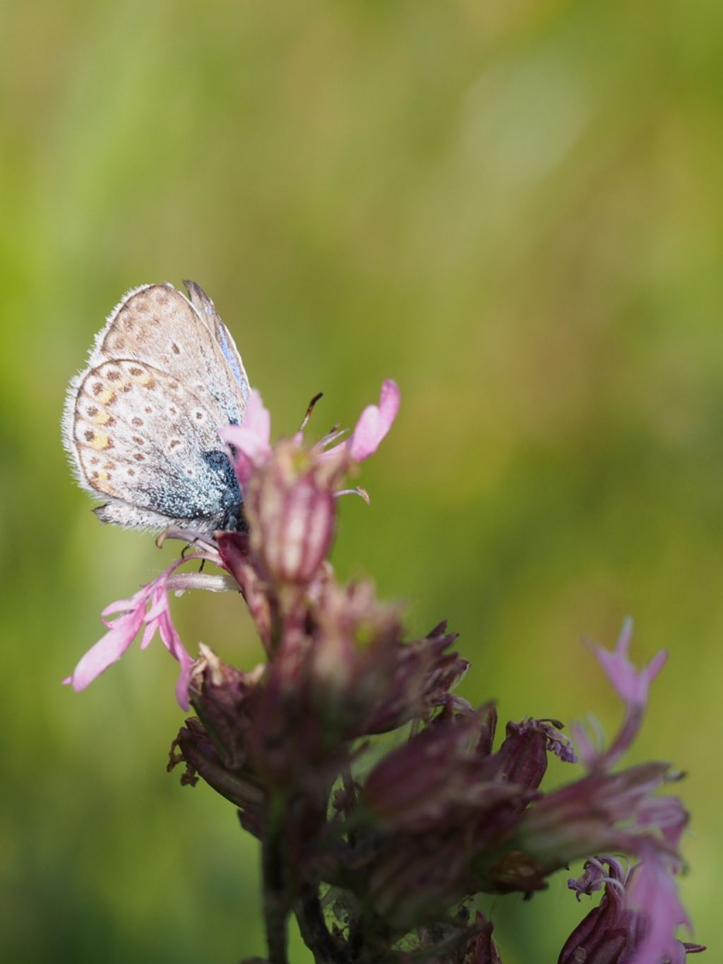 Stessa specie?  S, Plebejus cfr. argus