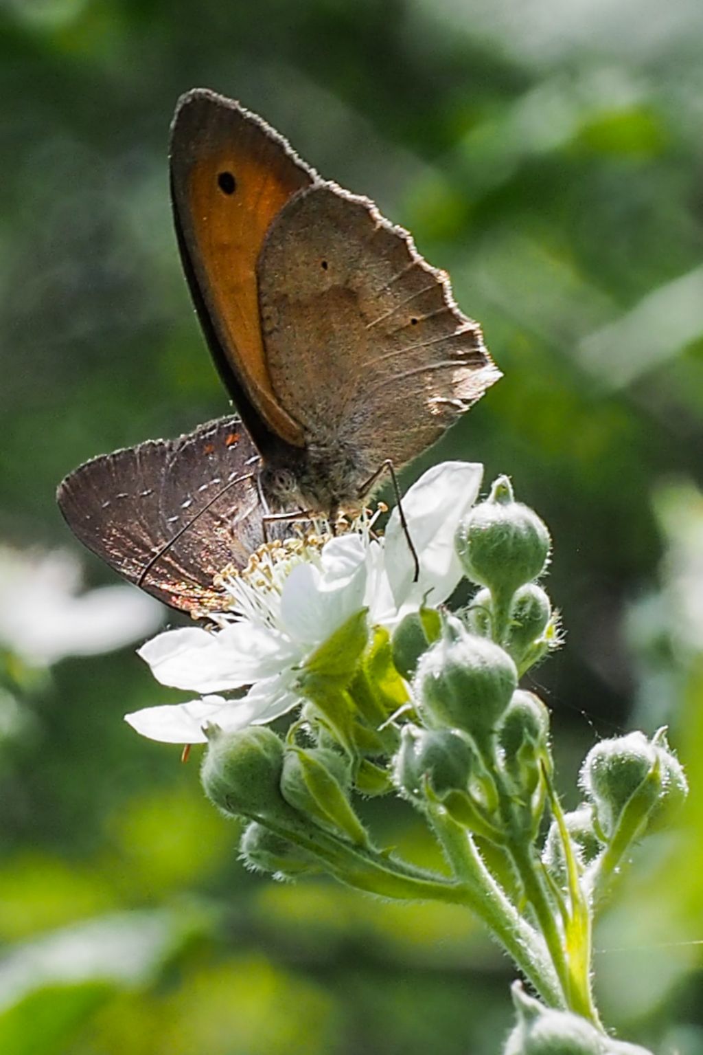 Maniola jurtina e Satyrium ilicis