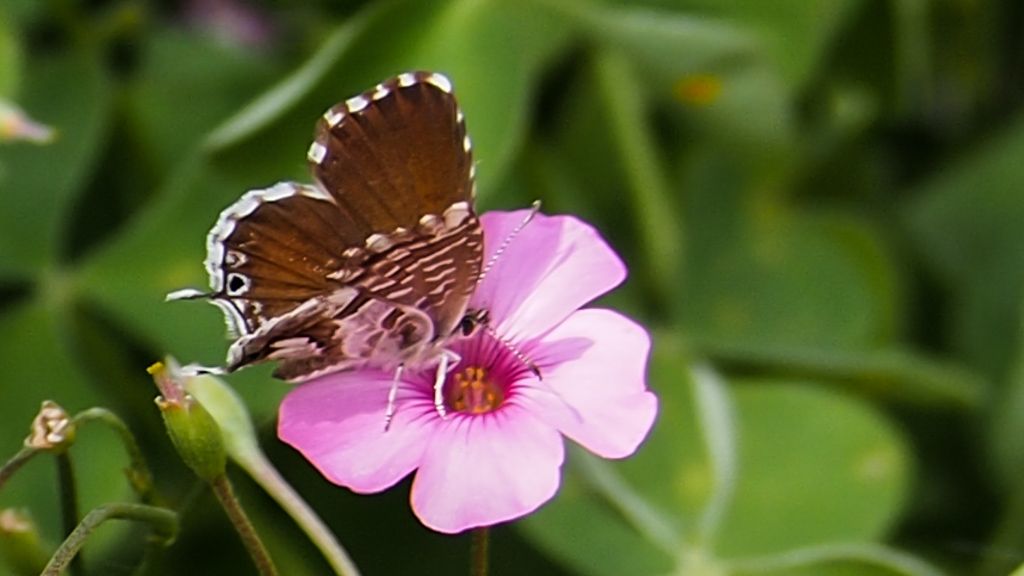 Farfalla da identificare:  Cacyreus marshalli