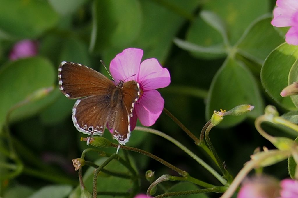 Farfalla da identificare:  Cacyreus marshalli