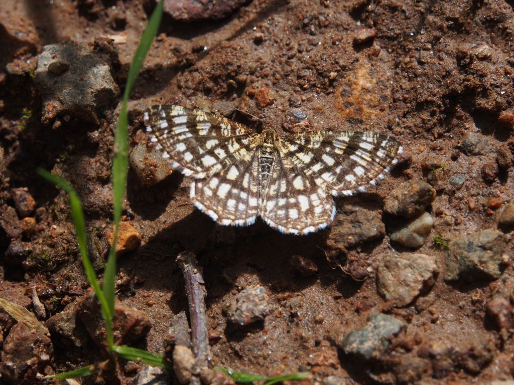 Nessuna idea..da identificare -  Chiasmia clathrata, Geometridae